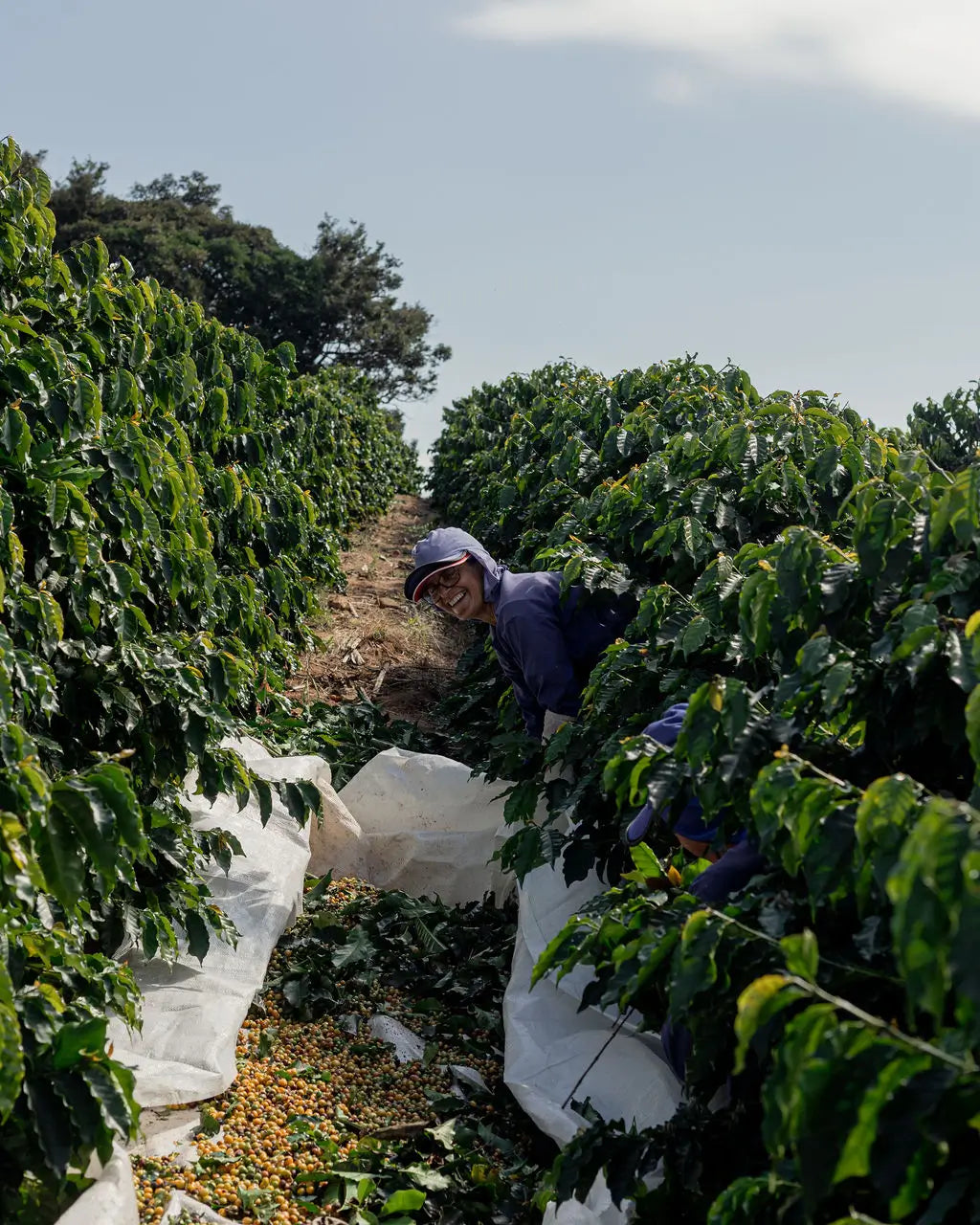 Kaffeebauer bei der Ernte auf einer Rubiac-Partnerfarm