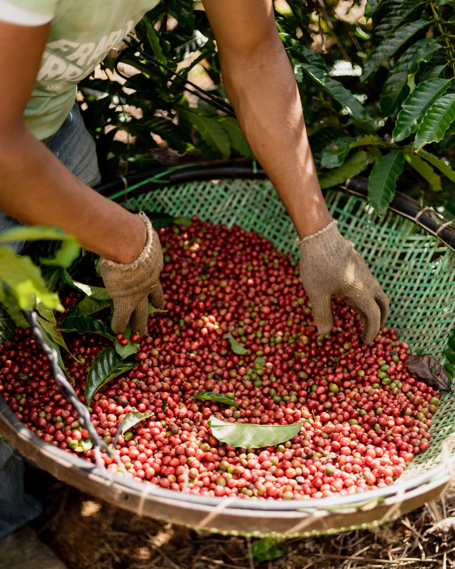 Handverlesene Kaffeekirschen bei der Ernte