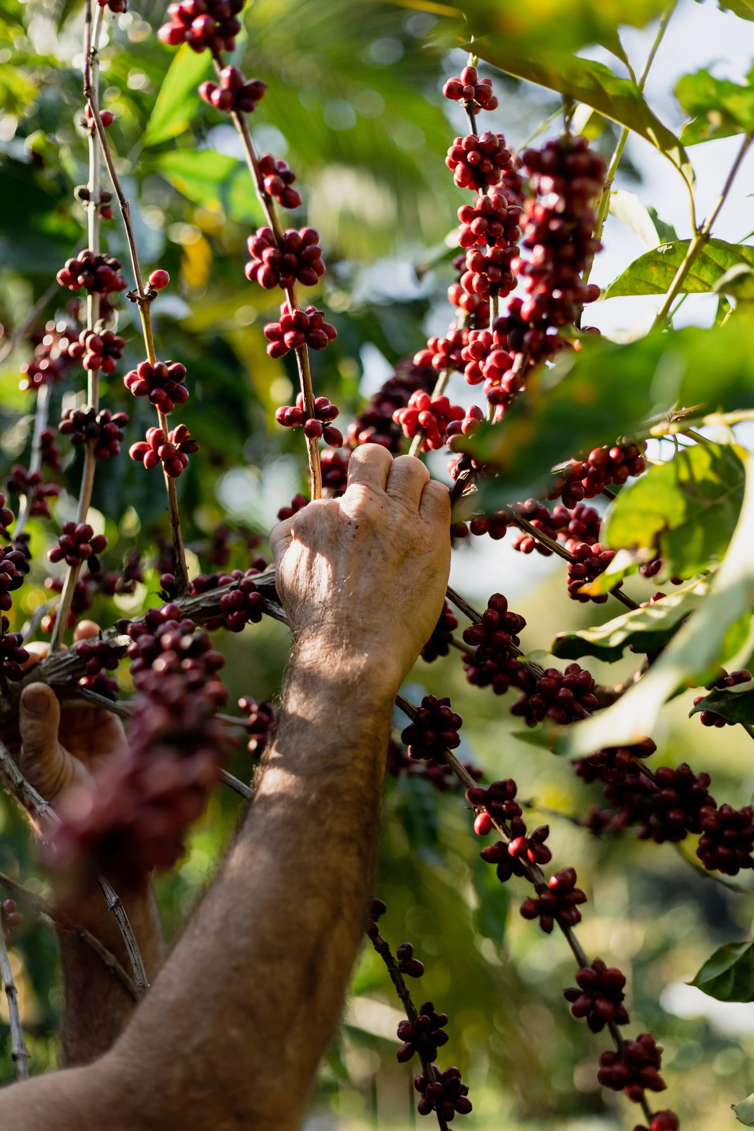 Utengule Farm – Rubiac Kaffeeherkunft
